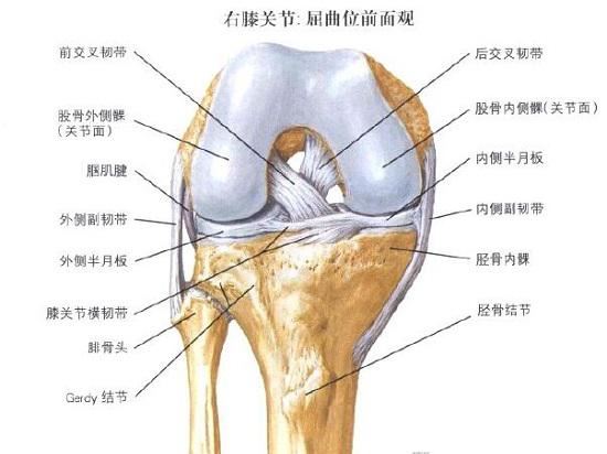 膝关节内的韧带、软骨及半月板