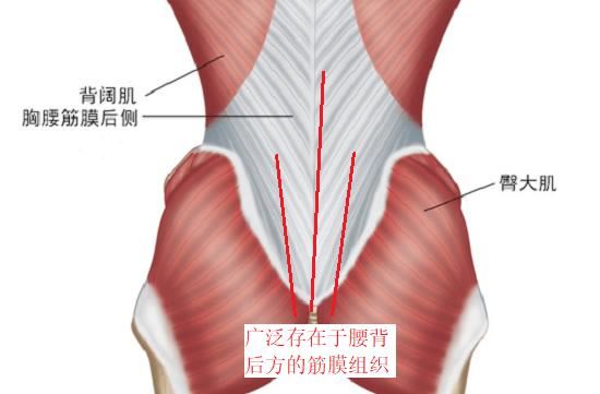 腰痛肌筋膜