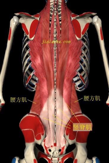 竖脊肌和腰方肌