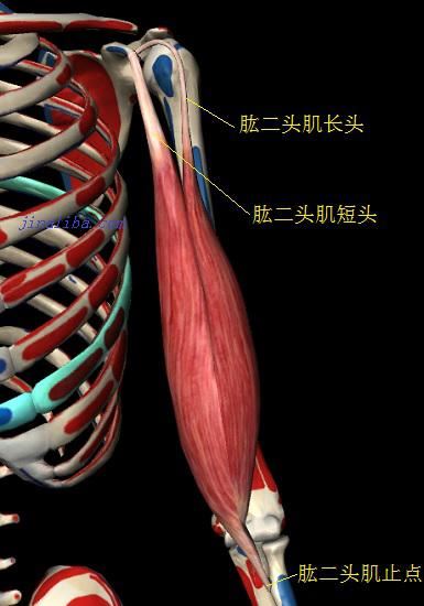 肱二头肌的起止点