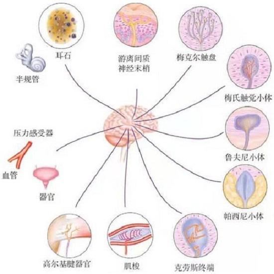 不同类型的本体感觉器官