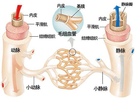 血管的构造