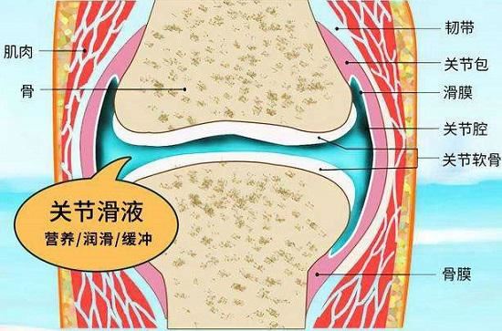 膝关节液（滑液）的功能