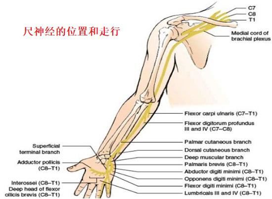 尺神经的位置和走行