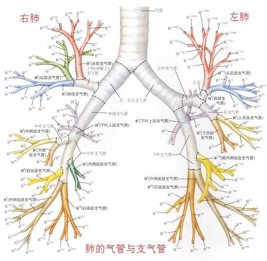 你必须吐痰吗？