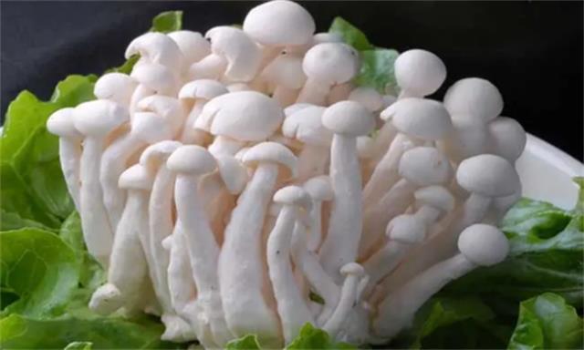 白云菇有什么营养价值
