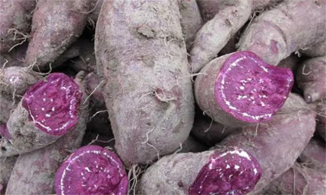 紫薯掉颜色正常吗