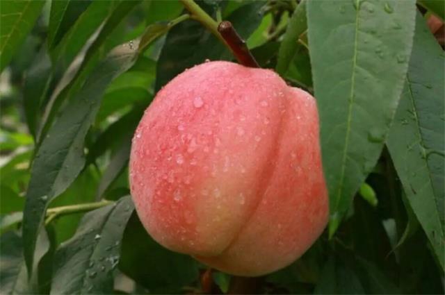 徐州有哪些特色水果