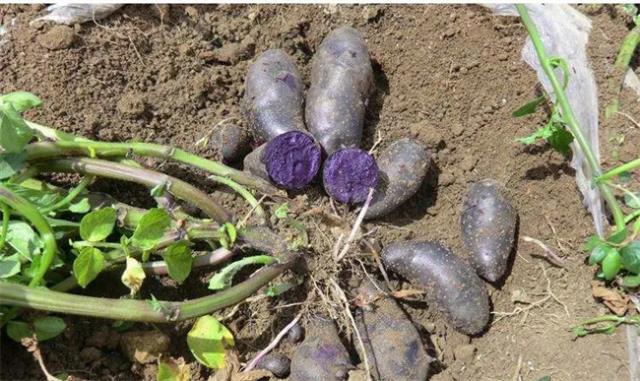 紫土豆是转基因的吗 紫土豆是不是转基因图1