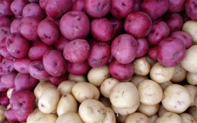 紫土豆是转基因的吗 紫土豆是不是转基因