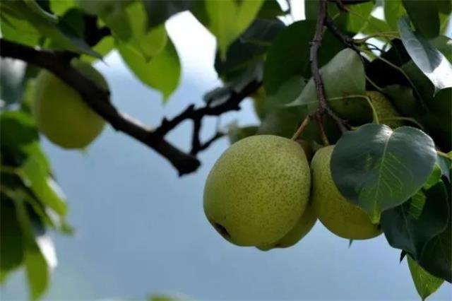 丽水有哪些特色水果(丽水有哪些特色水果和蔬菜)图1