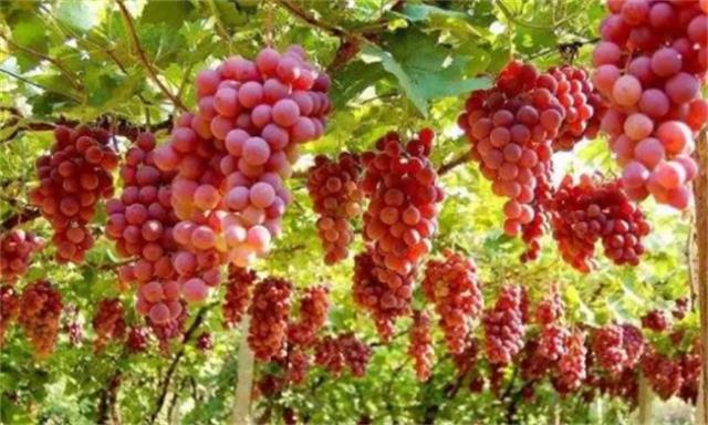 阿图什特色水果 新疆阿图什特产图1