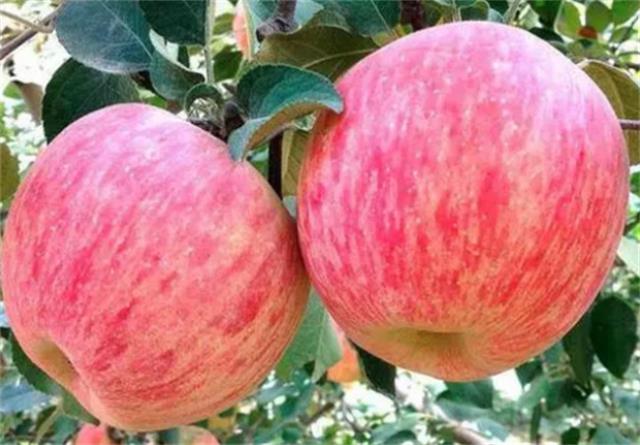 阿克苏苹果几月份成熟上市(新疆阿克苏苹果多少钱一公斤)