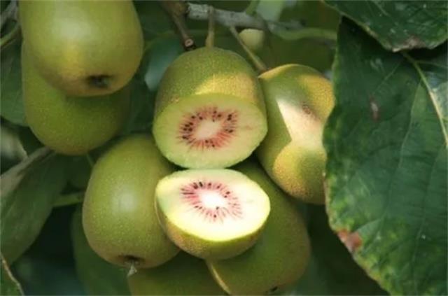 桂林有哪些特色水果 广西桂林的特产