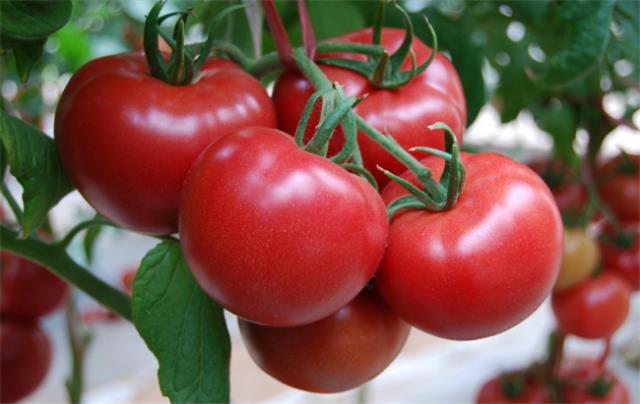 ​西红柿生吃对人体的好处 西红柿生吃和熟吃哪个更好