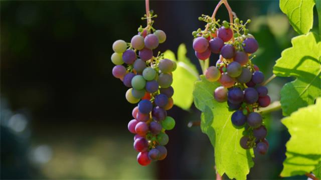 葡萄怎么能长时间的保存