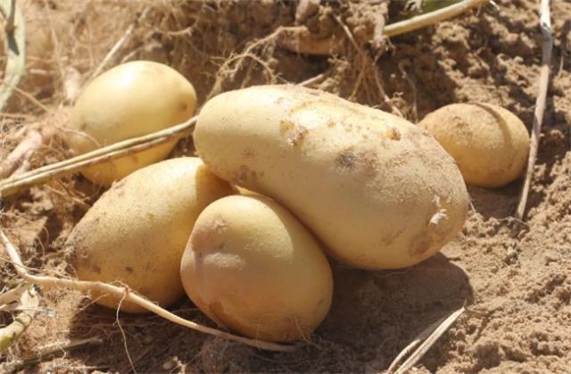 ​土豆对人体有什么益处 土豆的热量高不高