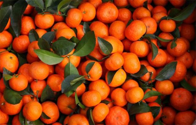 砂糖橘有什么营养 吃砂糖橘会上瘾的原因