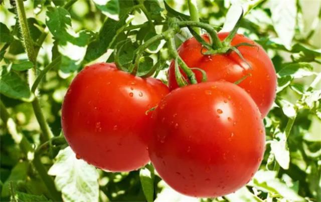 番茄皮能不能吃 吃番茄可以起到美白的作用吗